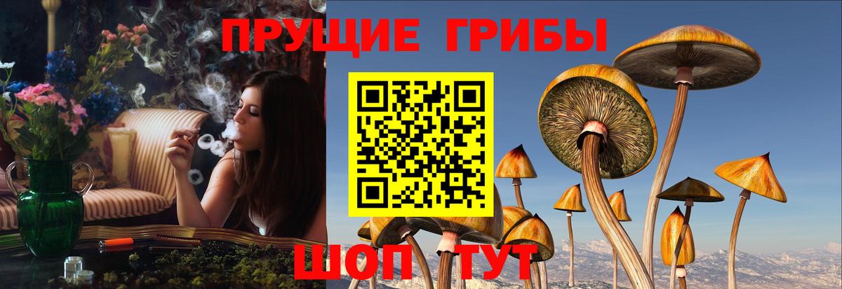 Галлюциногенные грибы Cubensis Тихорецк